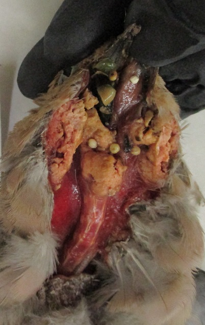 Mourning dove with oral lesions caused by avian trichomonosis.